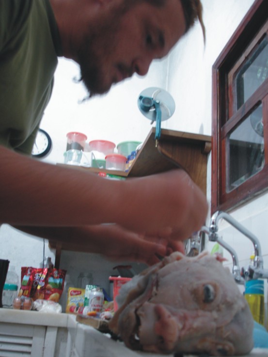 Cabeça de porco, 2005